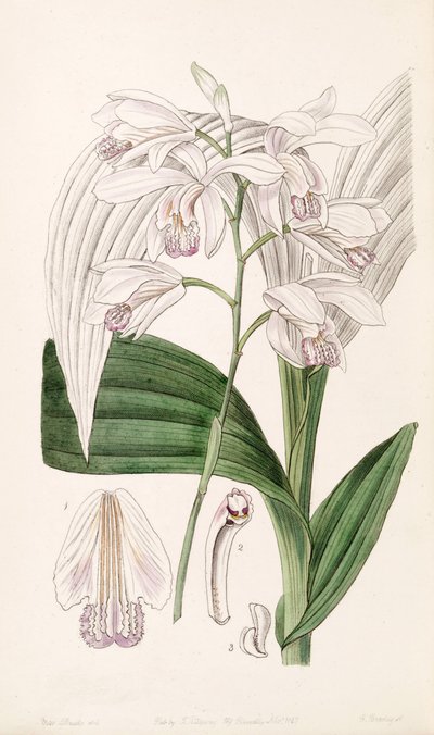 Bletilla striata von Miss Drake
